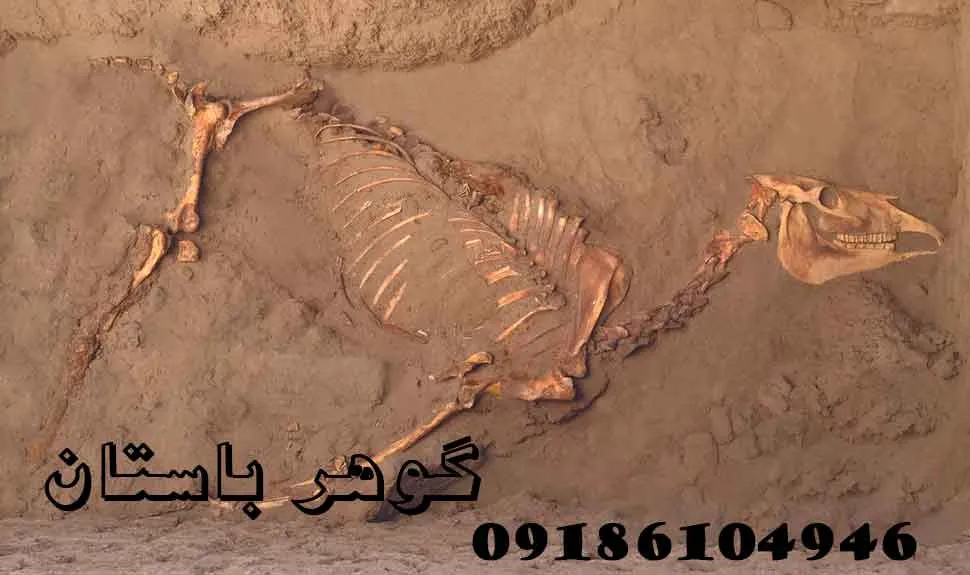 استخوان اسب در دفینه یابی