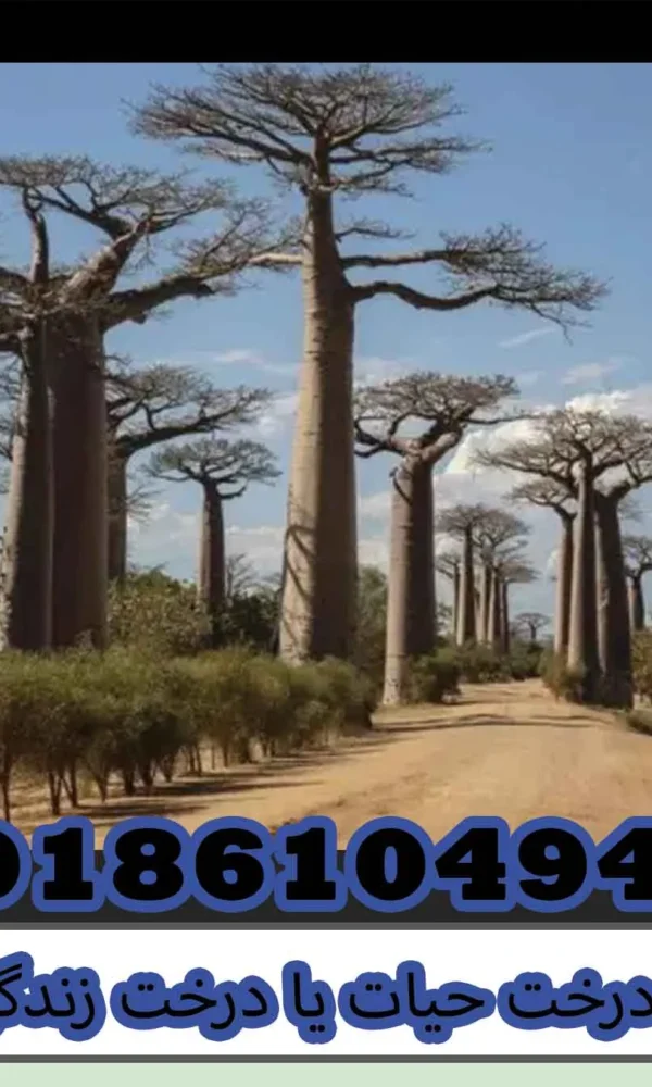 درخت حیات یا درخت زندگی